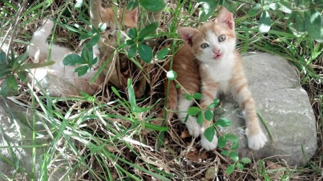 边后卫压上助攻次数是否与失球率成正相关，边后卫需要进攻吗