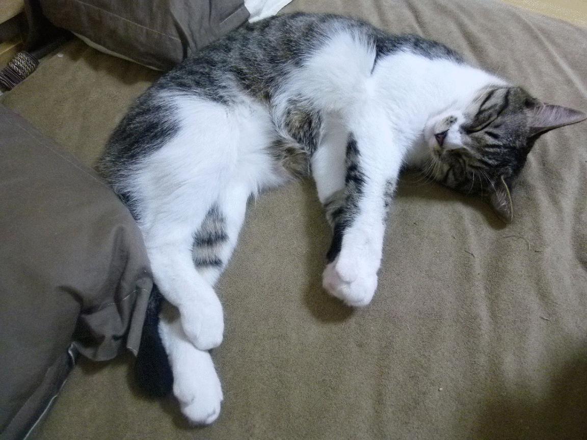 kaiyun.com-“亚戈·卡尔曼的全面能力与战术洞察，成为阿根廷美洲狮队的新动力”