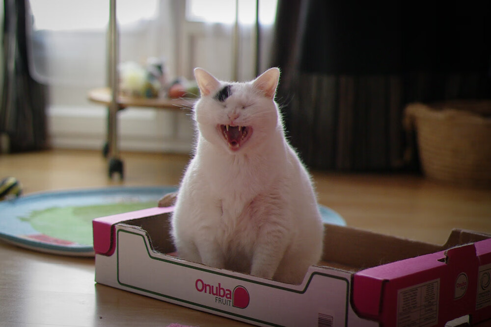 球队社群策划成功,年轻粉丝增长显著,篮球社群介绍