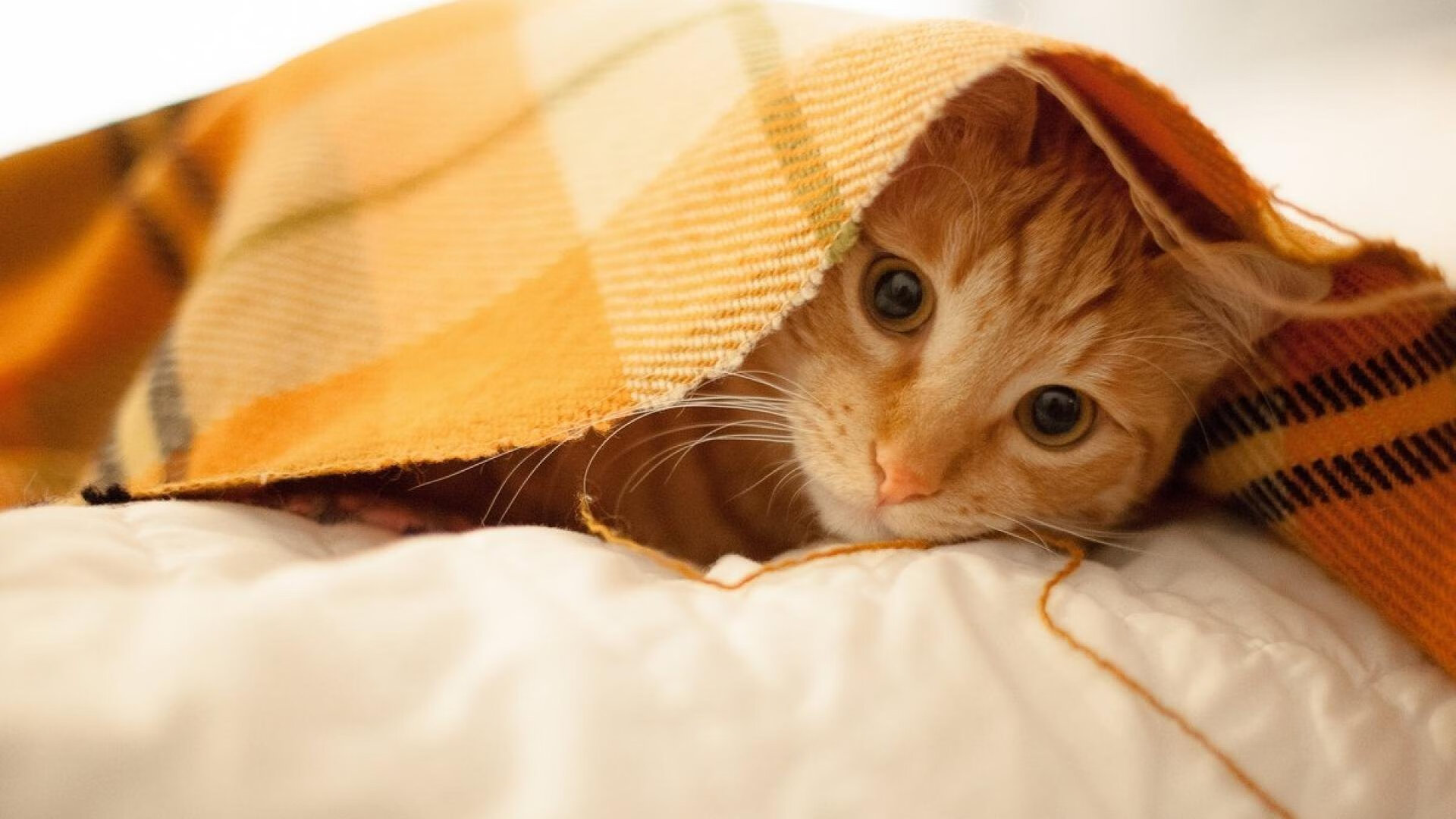 开云·体育官网-美洲杯明星奋战：突破极限，技惊四座！，美洲杯大名单